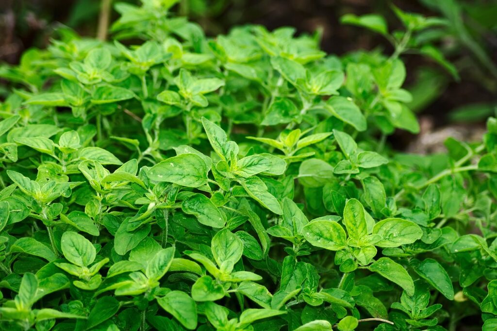 oregano, leaves, nature-2662890.jpg